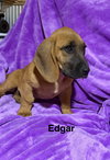 Edgar - Photo 1