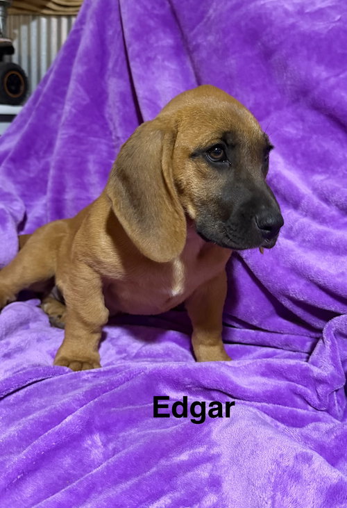 EDGAR - Basset Hound / Black Mouth Cur available for adoption