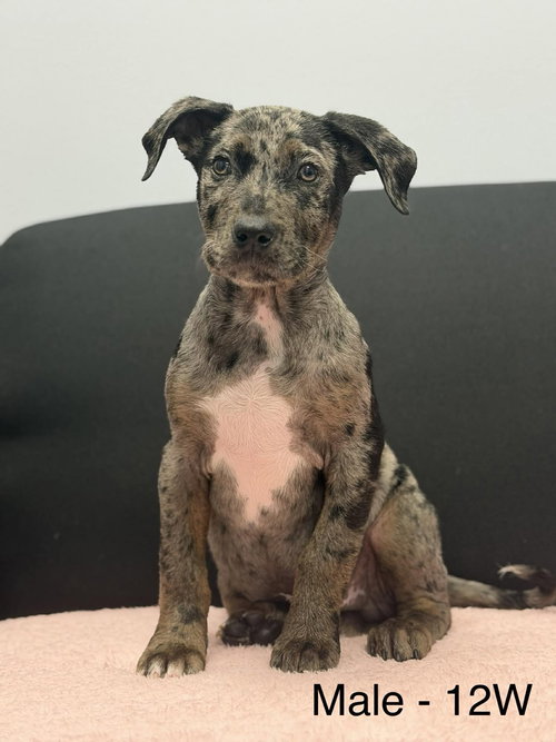 Pate, an adoptable Catahoula Leopard Dog in Mobile, AL