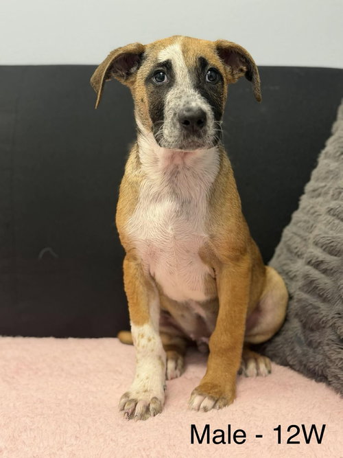 Peter, an adoptable Catahoula Leopard Dog in Mobile, AL
