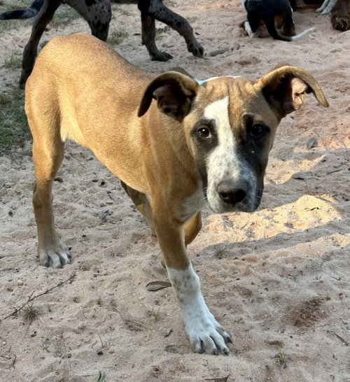 Peter, an adoptable Catahoula Leopard Dog in Mobile, AL