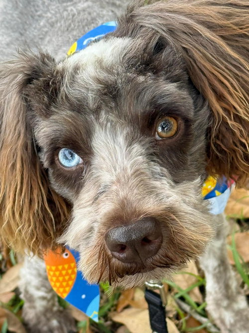 Marley, an adoptable Poodle in Mobile, AL