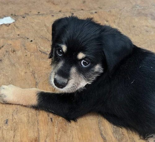 Oden, an adoptable Bernese Mountain Dog in Mobile, AL