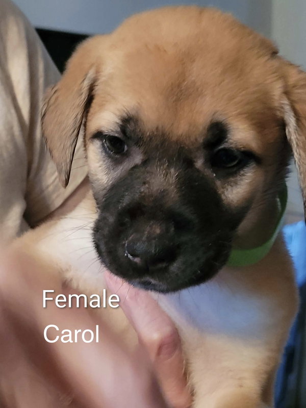Carol