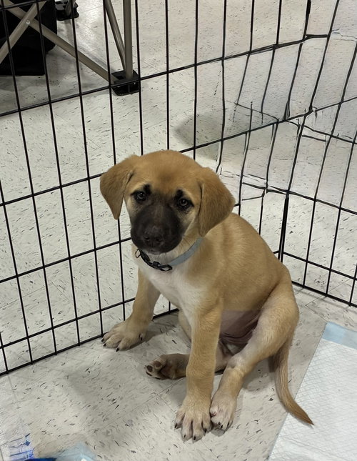 Carol, an adoptable Great Pyrenees in Mobile, AL