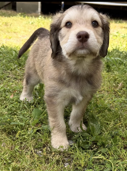 Titan, an adoptable Bernese Mountain Dog in Mobile, AL