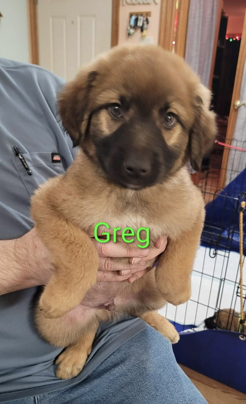 Greg, an adoptable Great Pyrenees in Mobile, AL