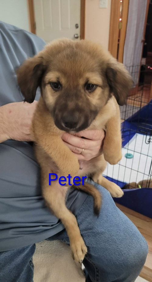 Peter, an adoptable Great Pyrenees in Mobile, AL