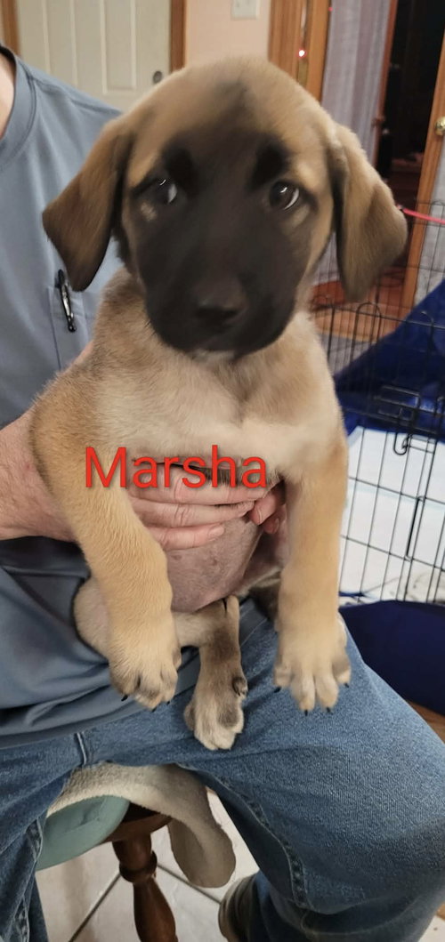 Marsha, an adoptable Great Pyrenees in Mobile, AL
