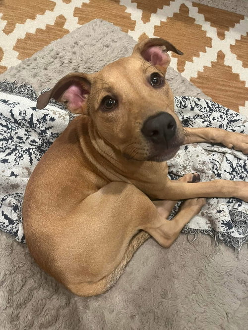 Waffles, an adoptable Hound in Mobile, AL