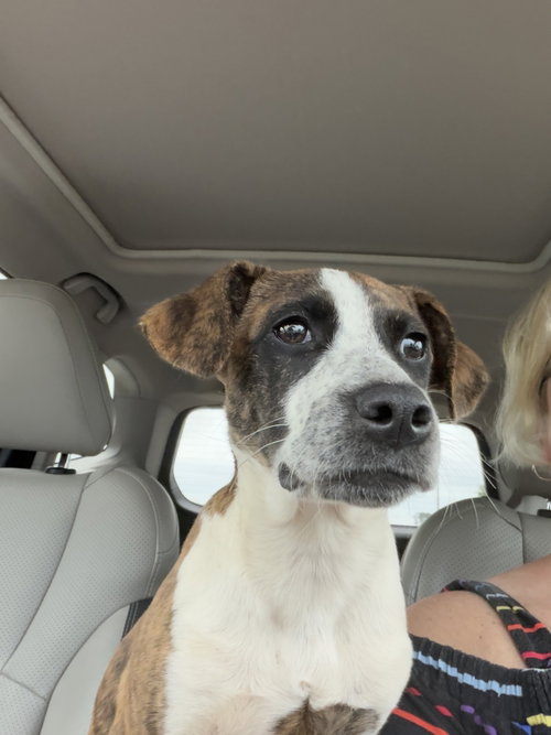 Lucy, an adoptable Hound in Mobile, AL