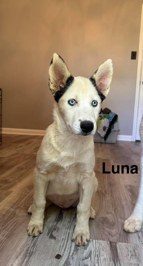 Luna, an adoptable Husky in Mobile, AL