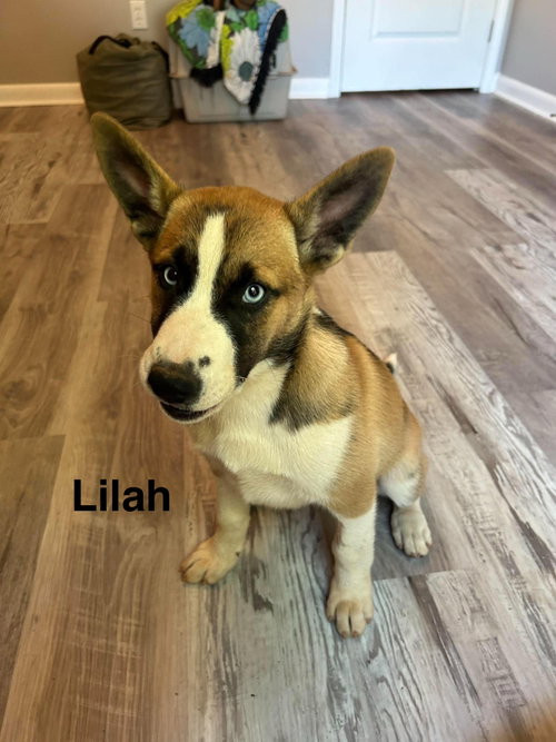 Lilah, an adoptable Husky in Mobile, AL