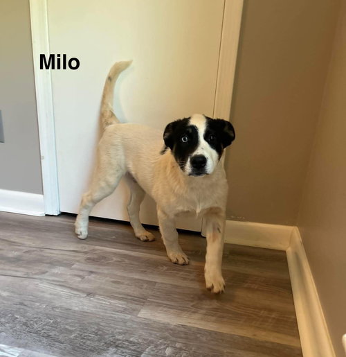 Milo, an adoptable Husky in Mobile, AL