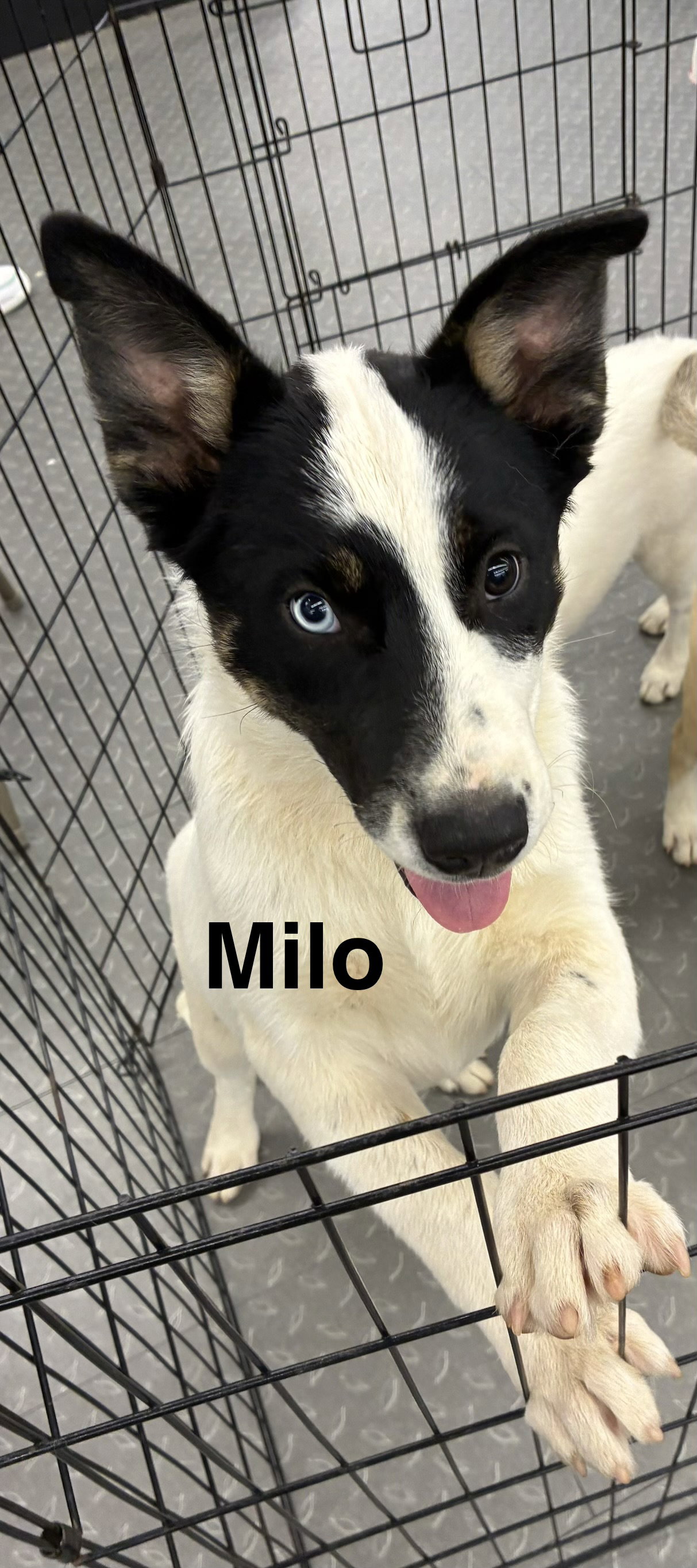 Milo