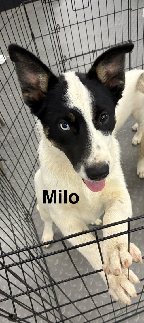 Milo, an adoptable Husky in Mobile, AL