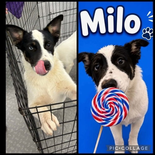 Milo