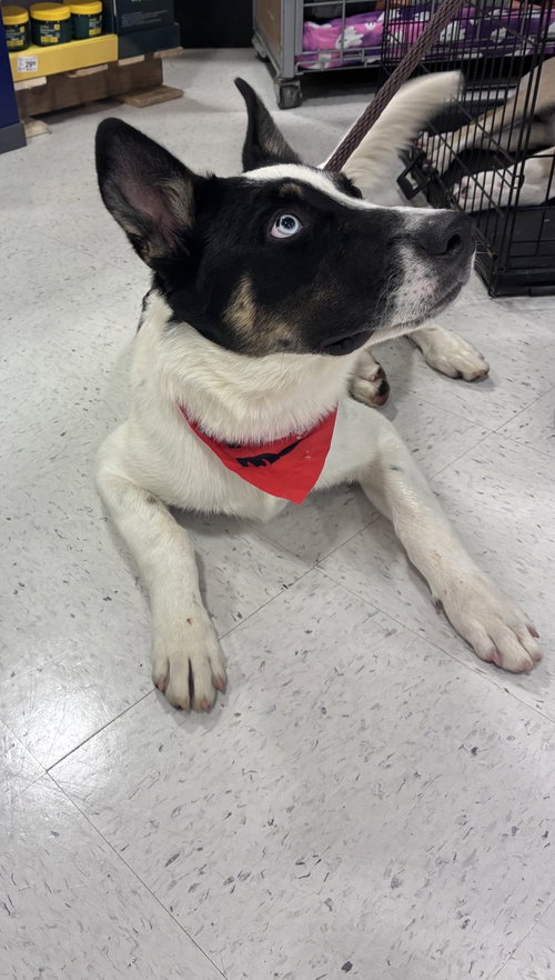 picture of the dog needing adoption
