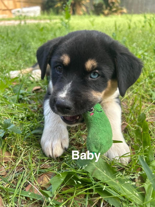 Baby, an adoptable Husky in Mobile, AL