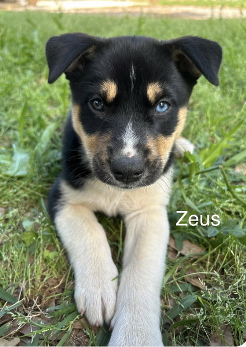 Zeus, an adoptable Husky in Mobile, AL