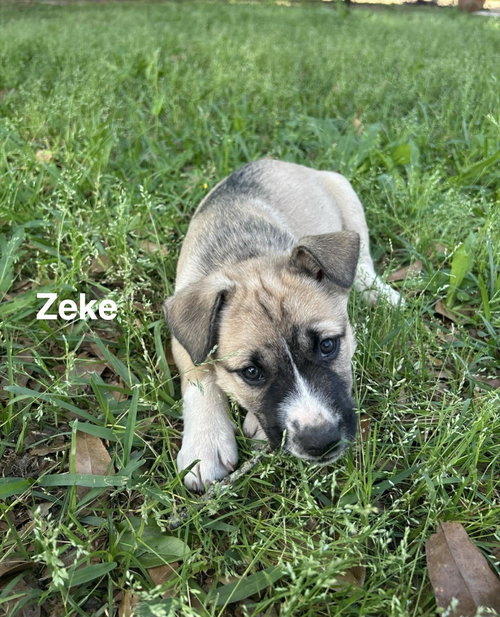 Zeke, an adoptable Husky in Mobile, AL