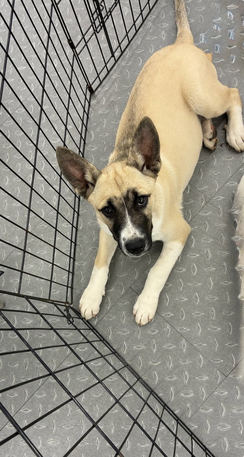 Zeke, an adoptable Husky in Mobile, AL