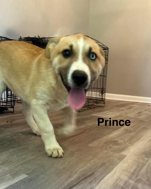 Prince, an adoptable Husky in Mobile, AL