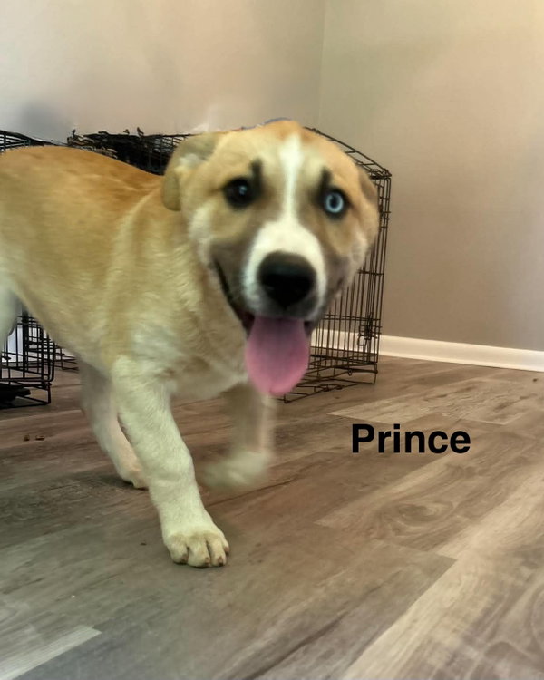 Prince