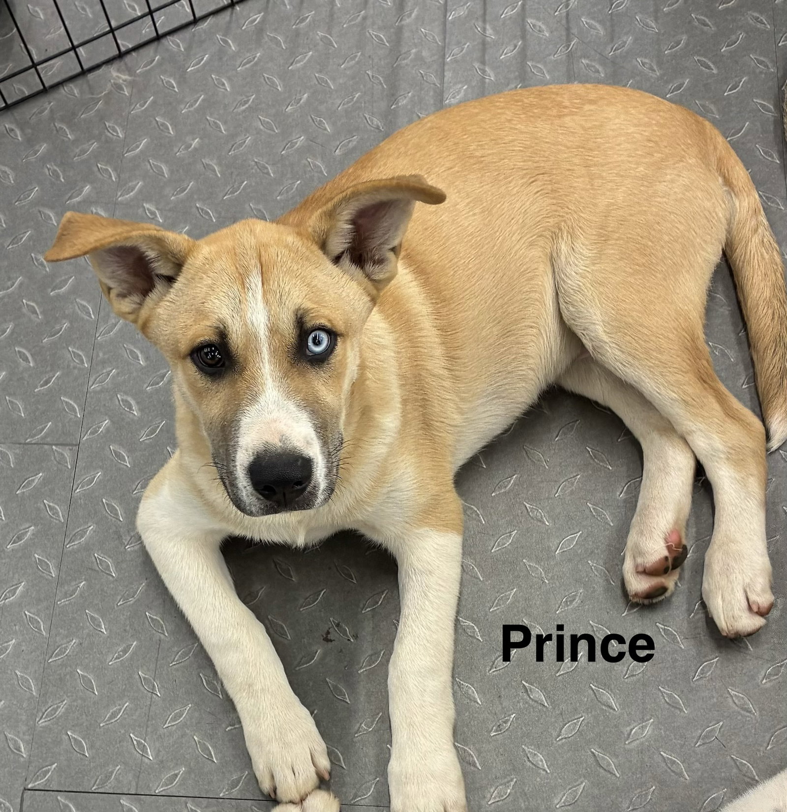 Prince
