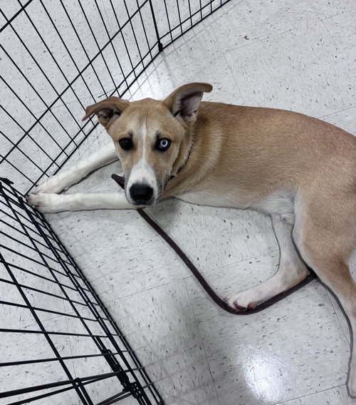 picture of the dog needing adoption