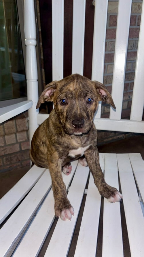 Mia B, an adoptable Unknown breed in Mobile, AL