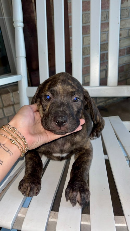 Sophie, an adoptable Unknown breed in Mobile, AL