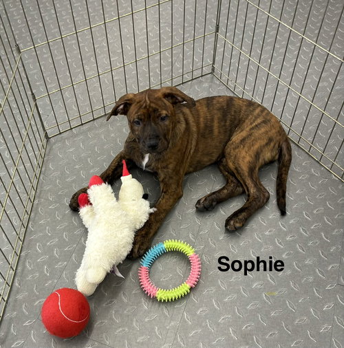 Sophie, an adoptable Unknown breed in Mobile, AL
