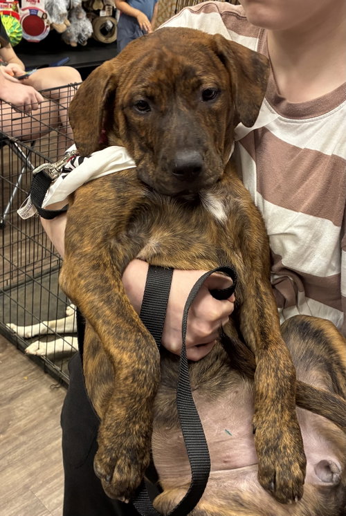 Sophie, an adoptable Unknown breed in Mobile, AL