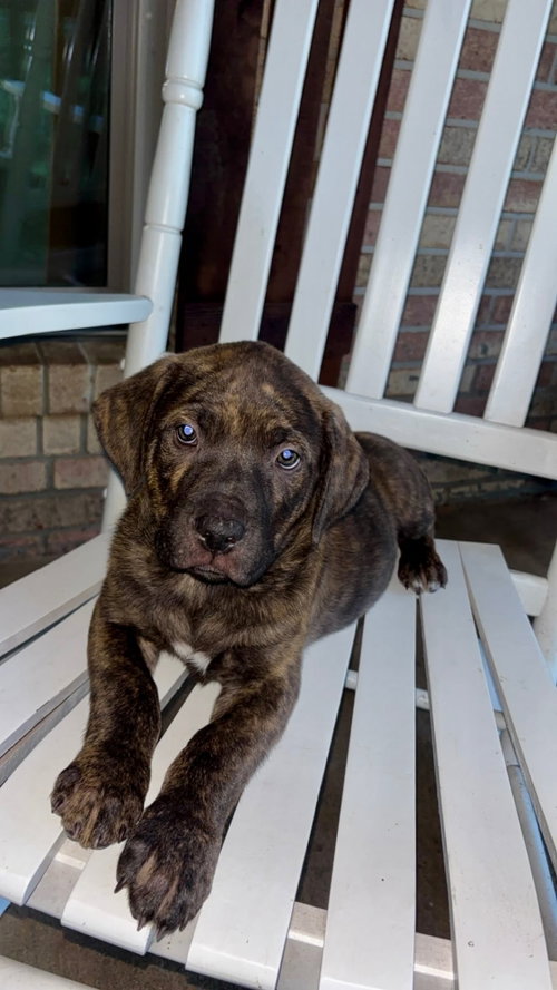 Roscoe, an adoptable Unknown breed in Mobile, AL