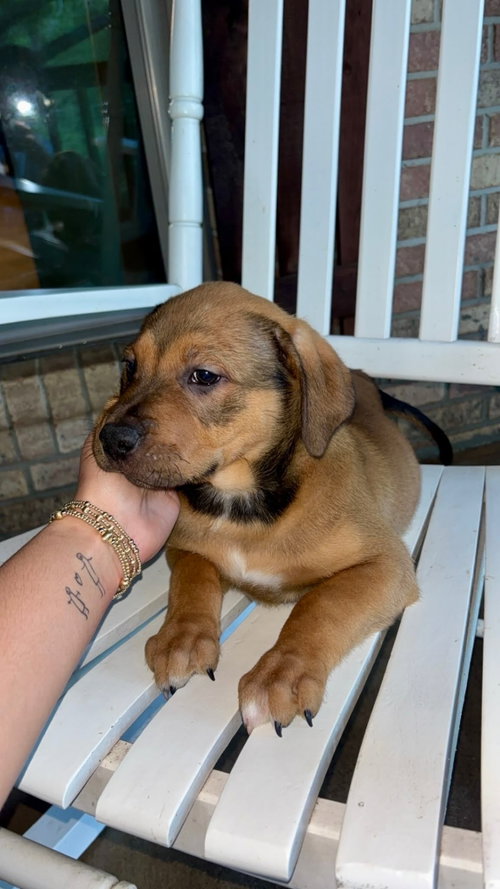 Bandit, an adoptable Unknown breed in Mobile, AL