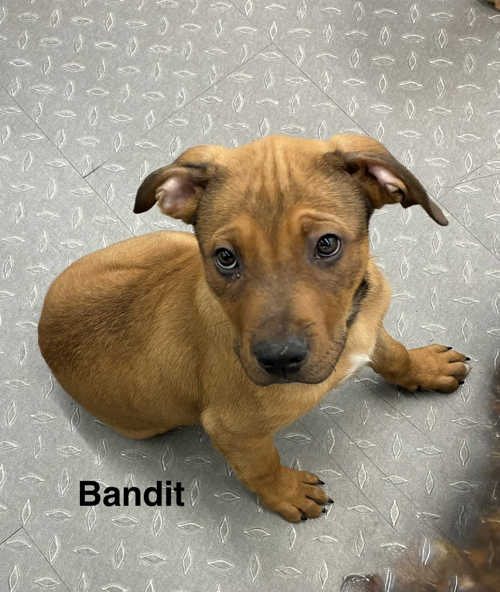 Bandit