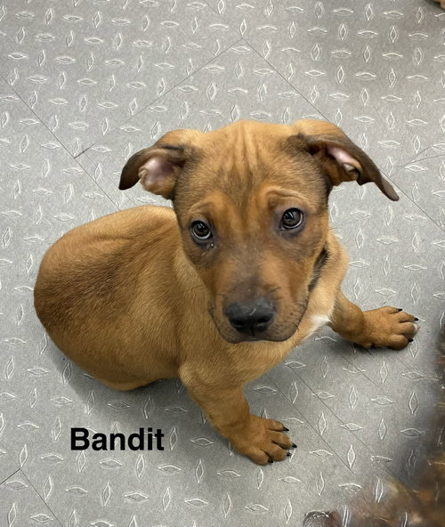 Bandit, an adoptable Unknown breed in Mobile, AL