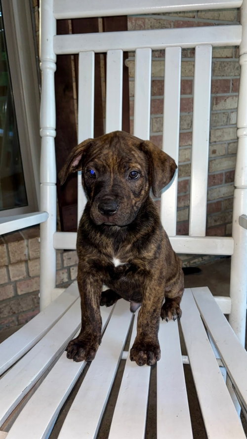 Rusty, an adoptable Unknown breed in Mobile, AL