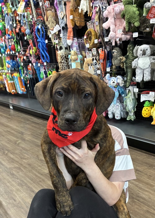 Rusty, an adoptable Unknown breed in Mobile, AL