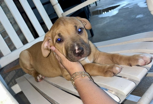 Belle, an adoptable Unknown breed in Mobile, AL