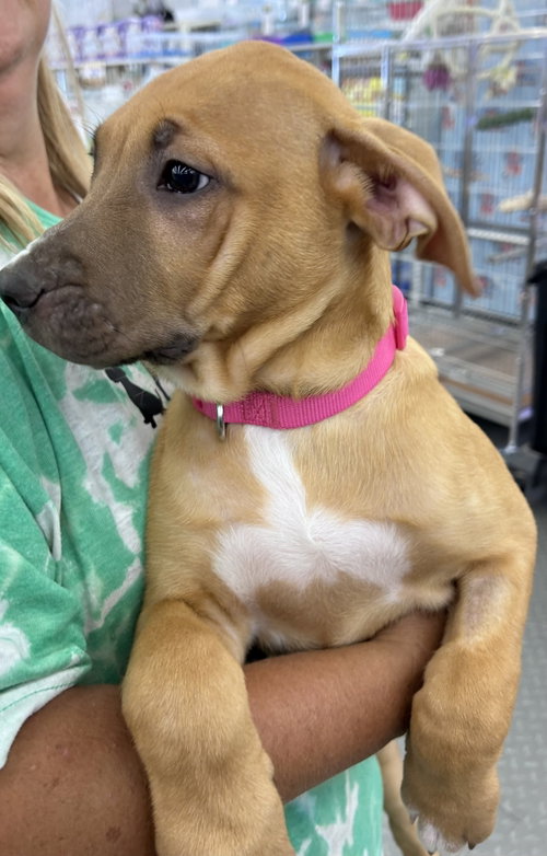 Belle, an adoptable Unknown breed in Mobile, AL