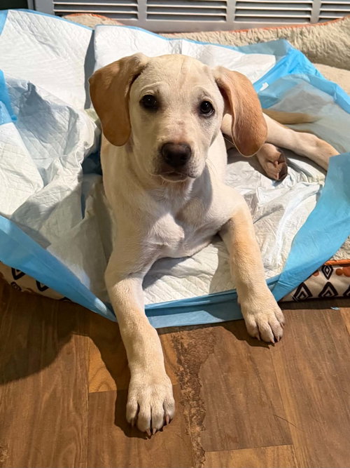 Lilith, an adoptable Labrador Retriever in Mobile, AL