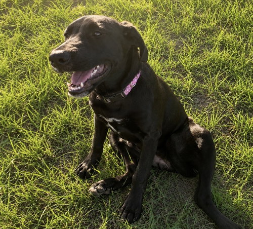 Destiny, an adoptable Labrador Retriever in Mobile, AL