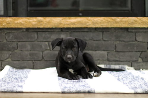 Pickles, an adoptable Unknown breed in Mobile, AL