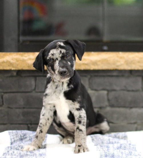 Frost, an adoptable Unknown breed in Mobile, AL