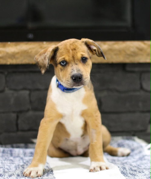 Bubbles, an adoptable Unknown breed in Mobile, AL