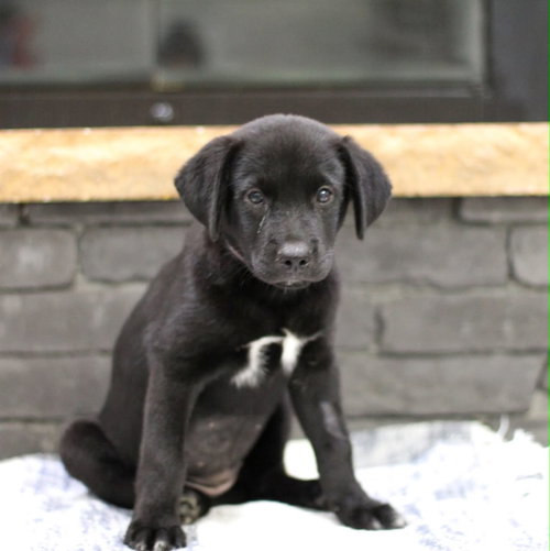 Winkle, an adoptable Unknown breed in Mobile, AL