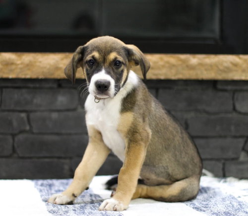 Pretzel, an adoptable Unknown breed in Mobile, AL