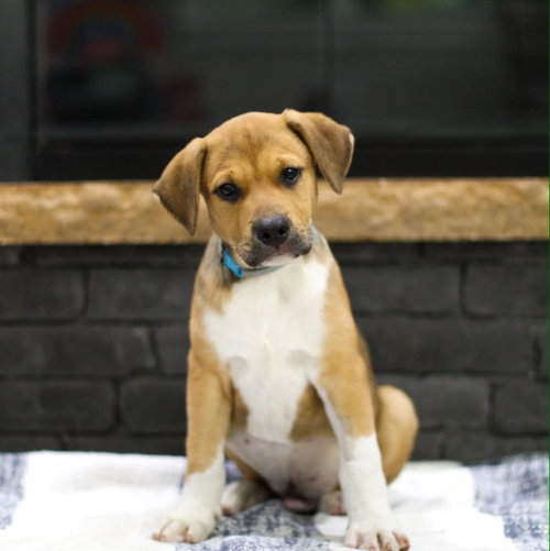 Sully, an adoptable Unknown breed in Mobile, AL